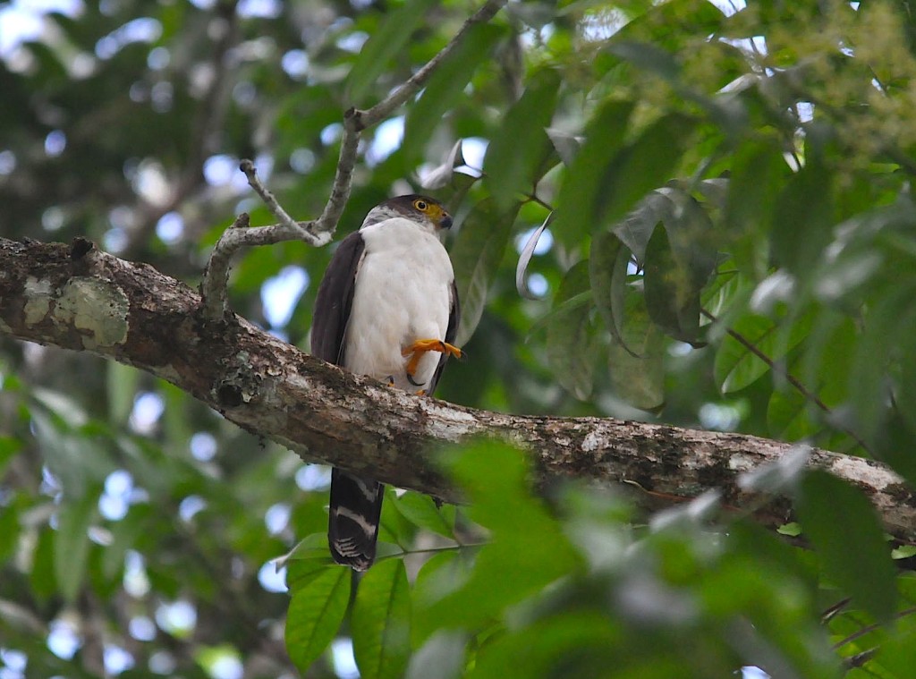 Accipiter bicolor, Bicolored Hawk,  door Armida Madngisa nature guide