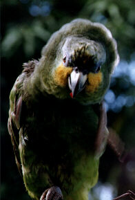 Amazona amazonica, Orange-winged Parrot, Kule kule, Kulekule, Koelekoele door Roberto Plomp