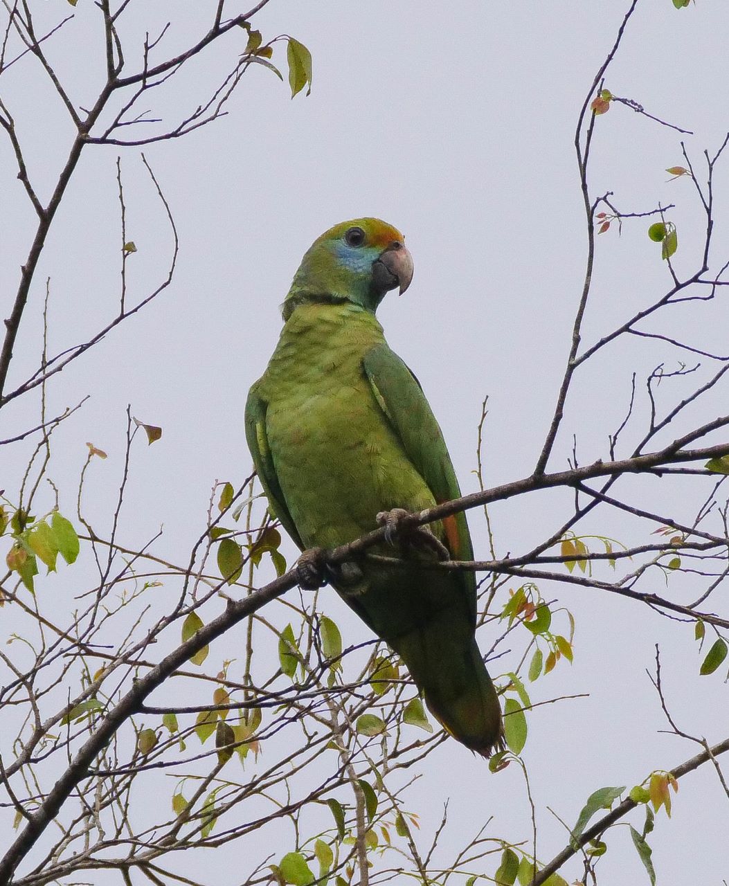 Amazona dufresniana, Blue-cheeked Parrot,  door Alexander Elias