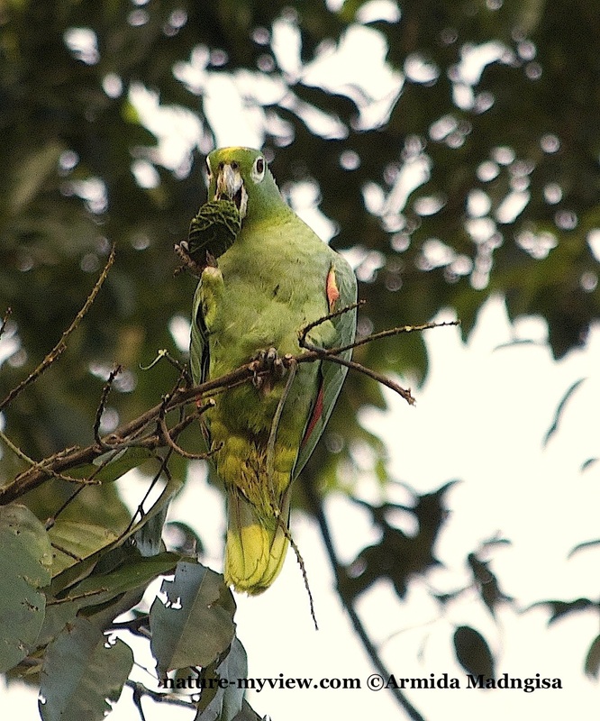 Amazona farinosa, Mealy Parrot, Mazon door Armida Madngisa nature guide