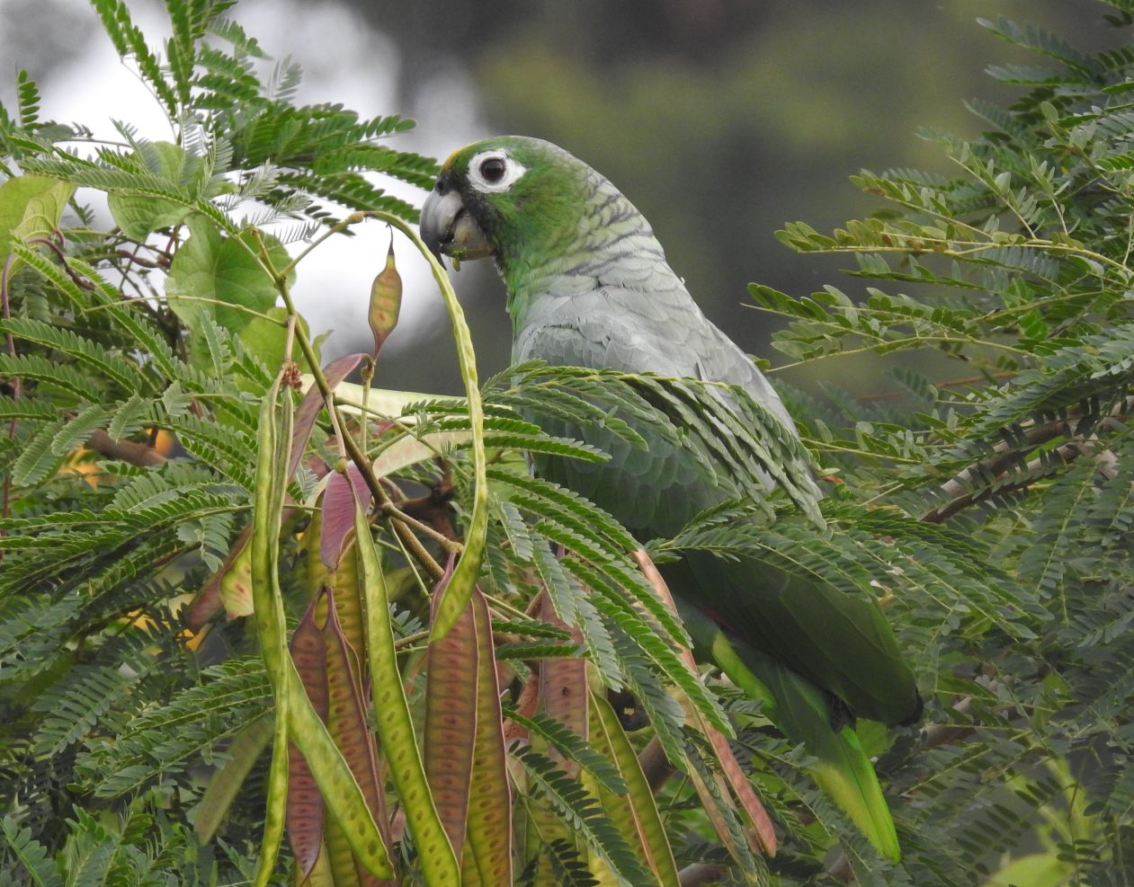 Amazona farinosa, Mealy Parrot, Mazon door Dominiek Plouvier