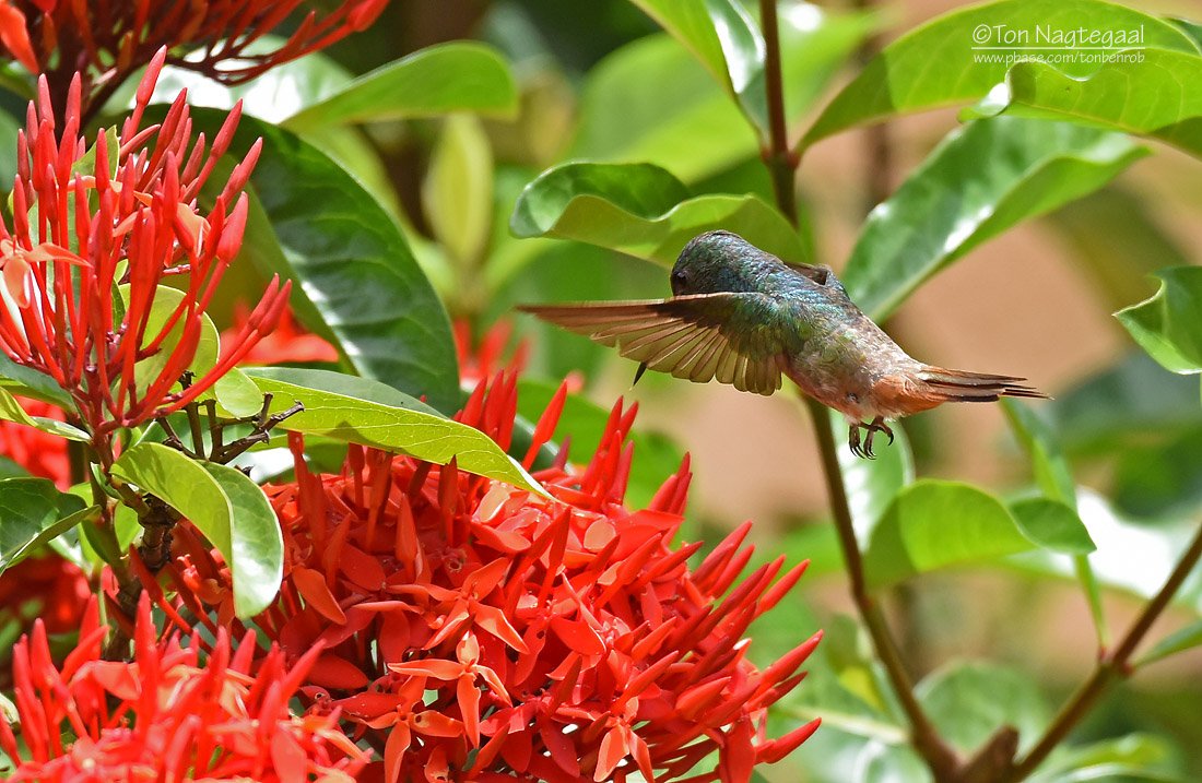 Amazilia viridigaster, Green-bellied Hummingbird,  door Ton Nagtegaal