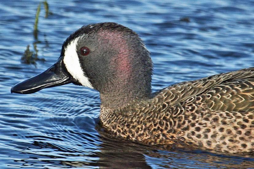 Anas discors, Blue-winged Teal, Blue wing (doksi) door Greg Peterson