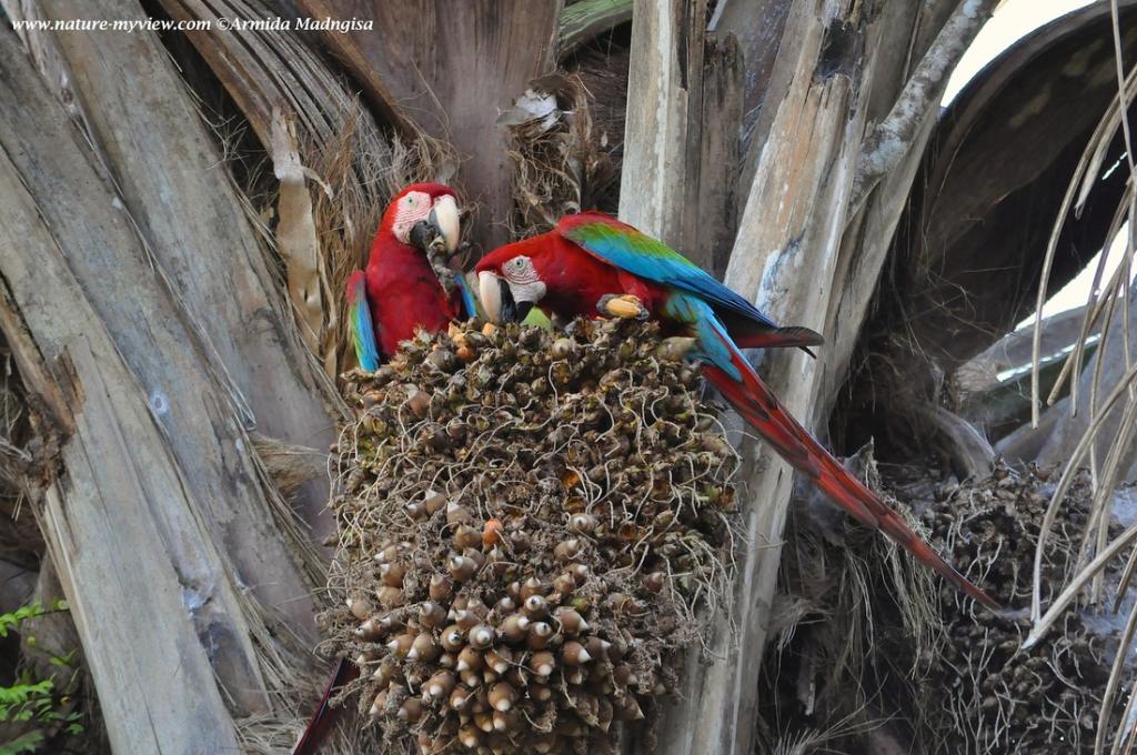 Ara chloropterus, Red-and-green Macaw, Warawrafru / roodgroene raaf door Armida Madngisa nature guide
