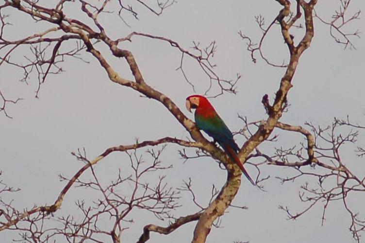 Ara chloropterus, Red-and-green Macaw, Warawrafru / roodgroene raaf door Carla Out