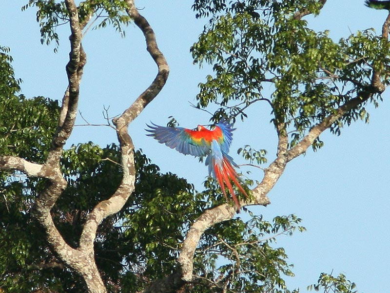 Ara macao, Scarlet Macaw, Bokraaf / Roodgele raaf door Ricardo van Dijk
