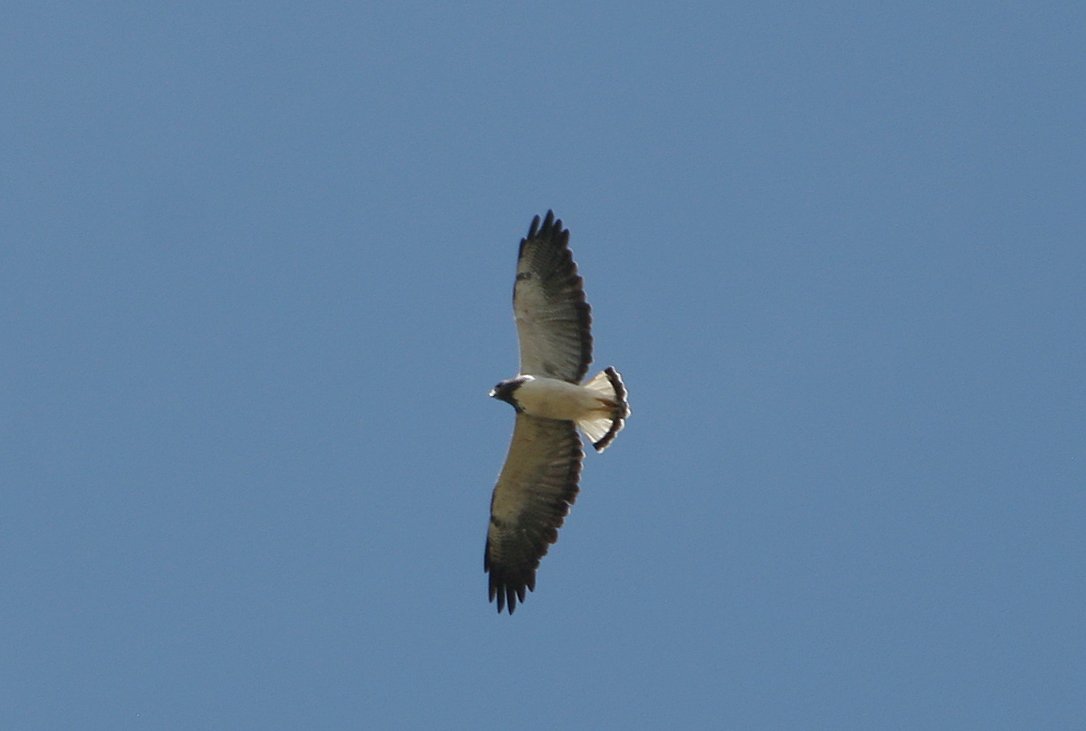 Geranoaetus albicaudatus, White-tailed Hawk,  door Kristof Zyskowski