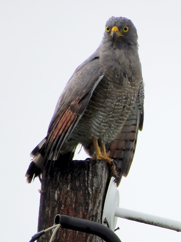 Rupornis magnirostris, Roadside Hawk, Doifi-aka door Hans Majong