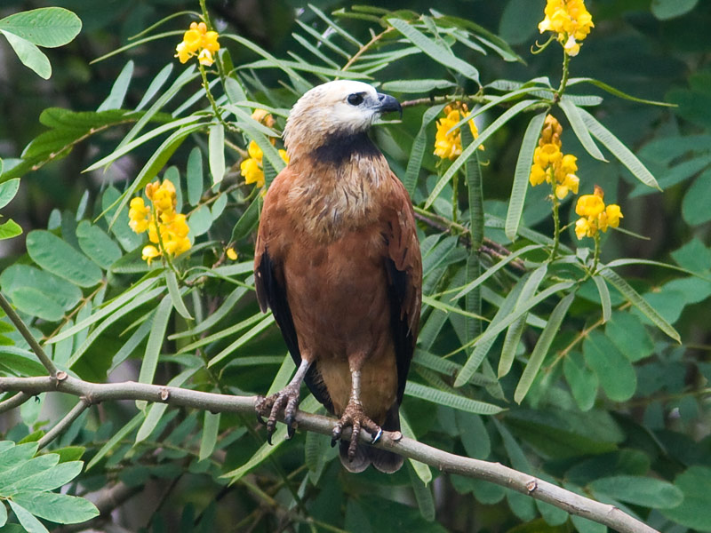 Busarellus nigricollis, Black-collared Hawk, Babun aka door Ricardo van Dijk