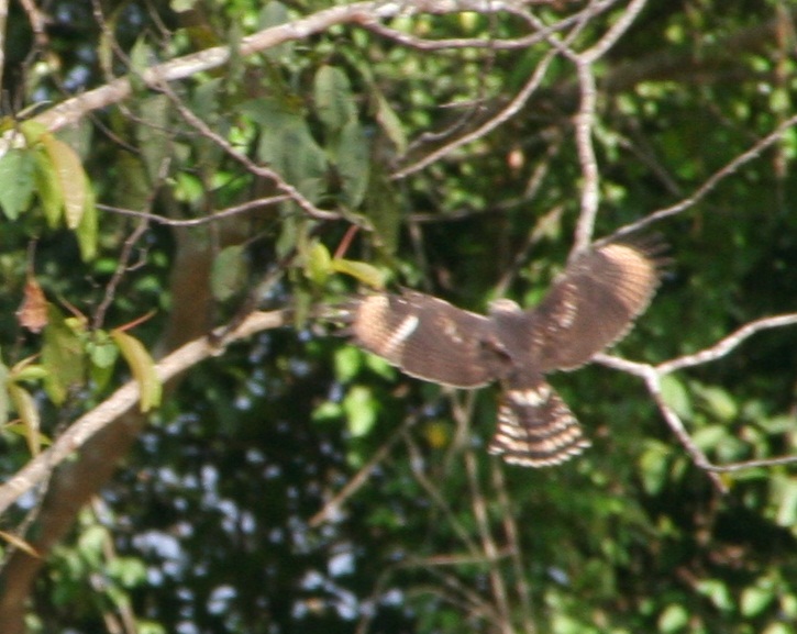Buteo nitidus, Gray-lined Hawk, Aka door Serano Ramcharan