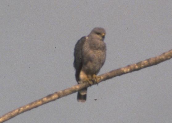 Buteo nitidus, Gray-lined Hawk, Aka door Dominiek Plouvier