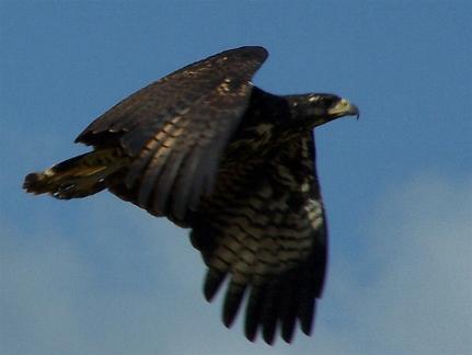 Buteogallus urubitinga, Great Black-Hawk,  door Jan Hein Ribot