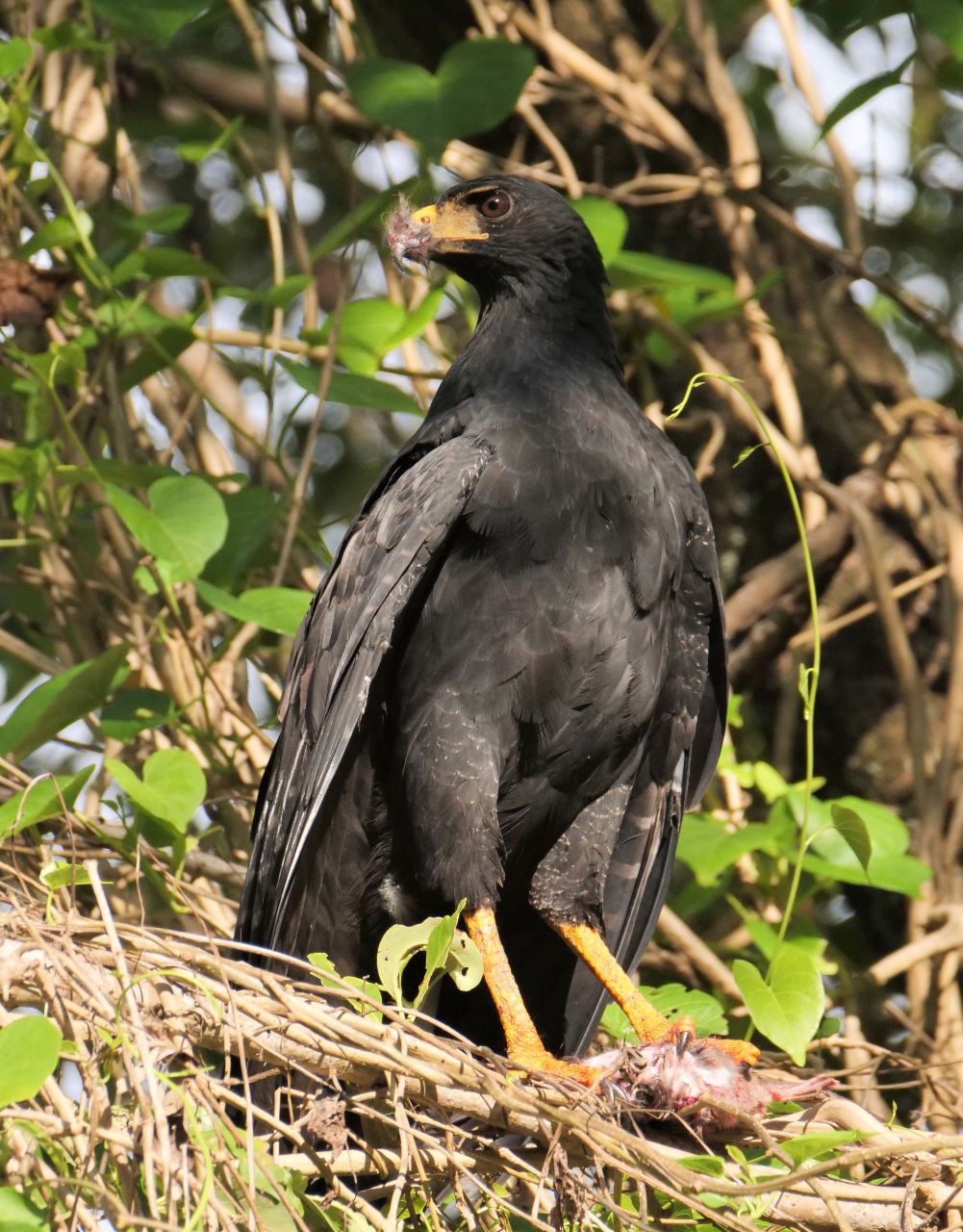 Buteogallus urubitinga, Great Black-Hawk,  door Alexander Elias