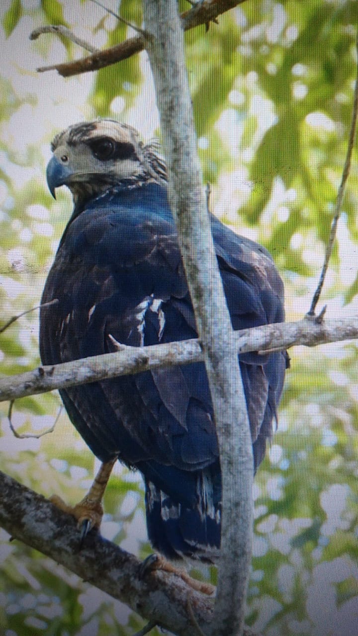 Buteogallus urubitinga, Great Black-Hawk,  door Serano Ramcharan