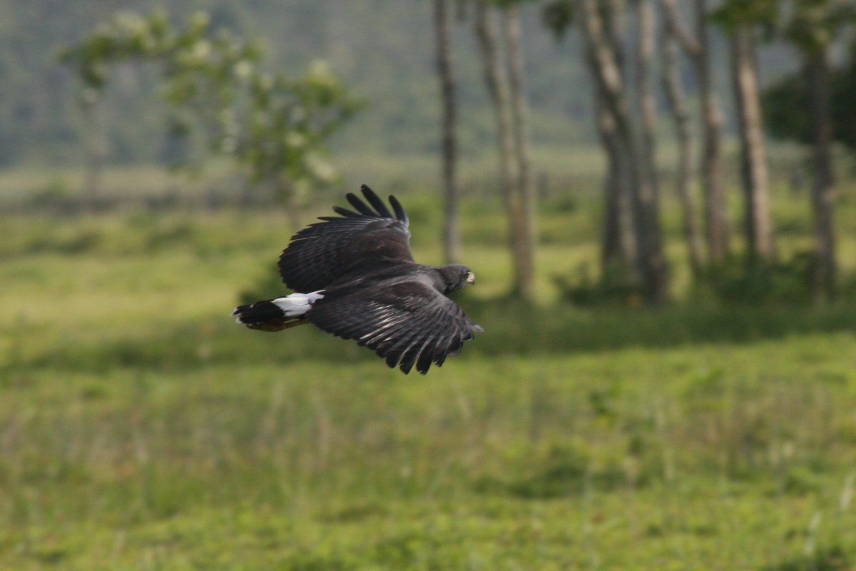 Buteogallus urubitinga, Great Black-Hawk,  door Carl Beel