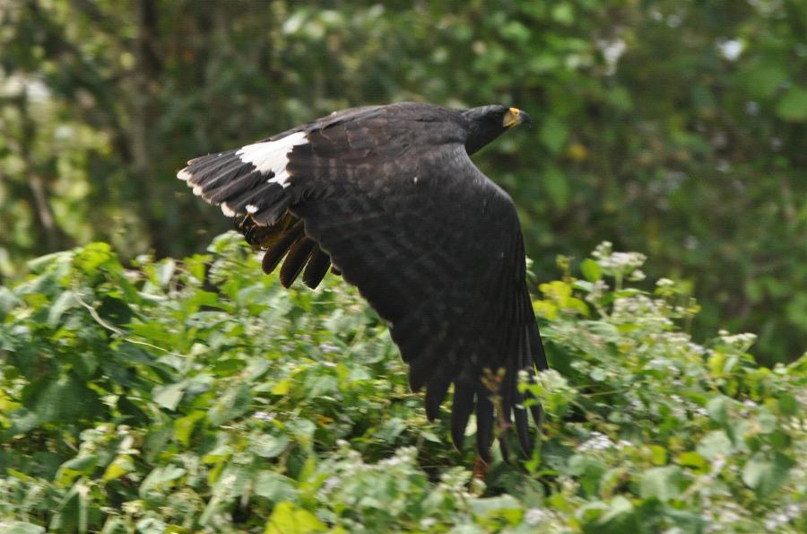 Buteogallus urubitinga, Great Black-Hawk,  door Vincent van der Spek