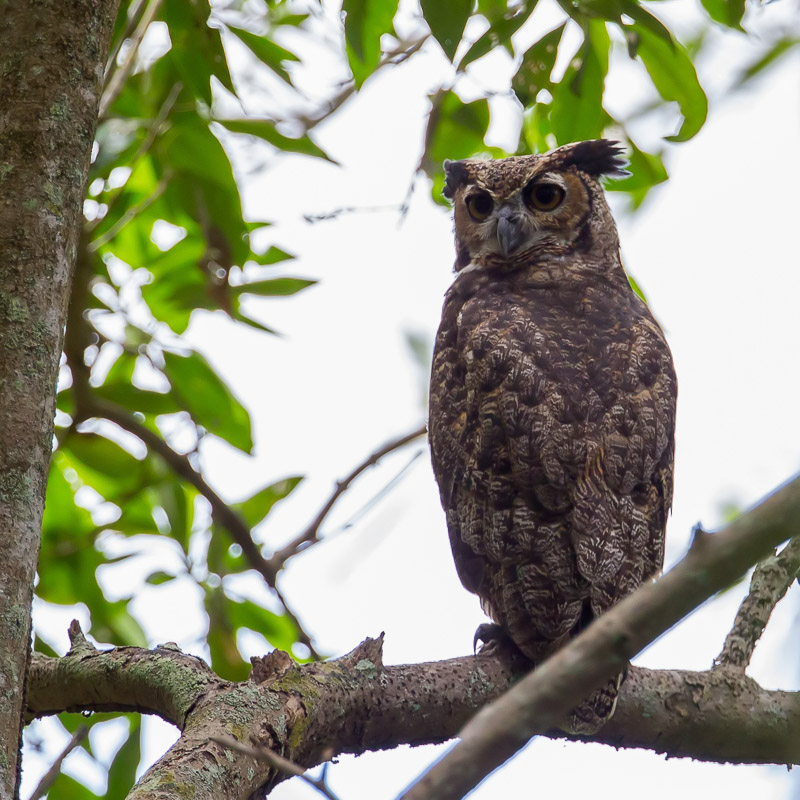 Bubo virginianus, Great Horned Owl, Owrukuku door Paul van Giersbergen