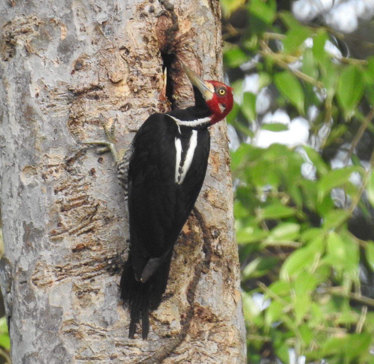 Campephilus melanoleucos, Crimson-crested Woodpecker,  door Dominiek Plouvier