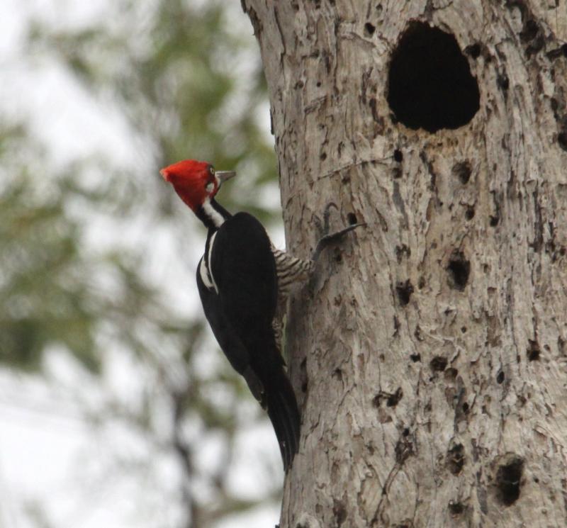 Campephilus melanoleucos, Crimson-crested Woodpecker,  door Paul Baker