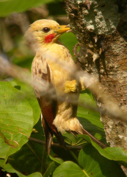 Celeus flavus, Cream-colored Woodpecker,  door Foek Chin Joe