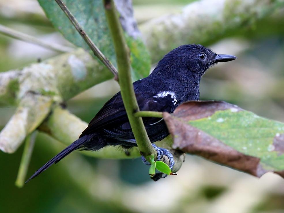 Cercomacroides nigrescens, Blackish Antbird,  door Jean-Louis Rousselle