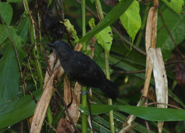 Cercomacroides nigrescens, Blackish Antbird,  door Carl Beel