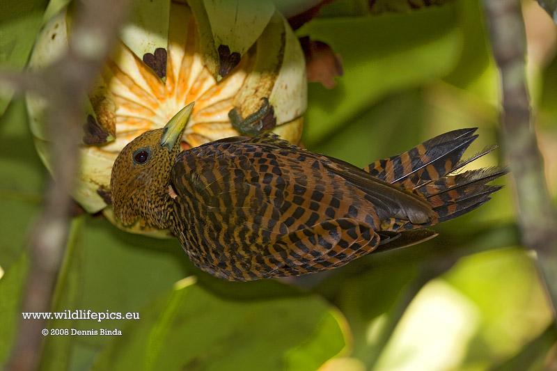 Celeus undatus, Waved Woodpecker, Timreman, timmerman door Dennis Binda
