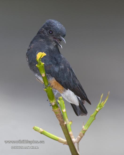 Chelidoptera tenebrosa, Swallow-winged Puffbird, Gronman door Dennis Binda