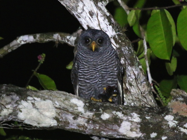 Ciccaba huhula, Black-banded Owl,  door Hideo Tani