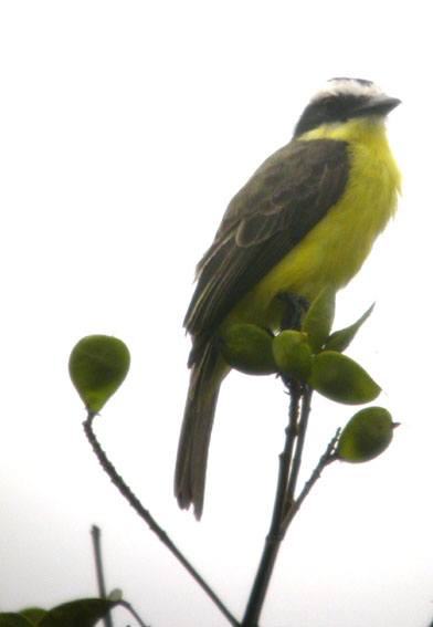 Conopias parvus, Yellow-throated Flycatcher, sabana grikibi, Savanne grietjebie door Foek Chin Joe