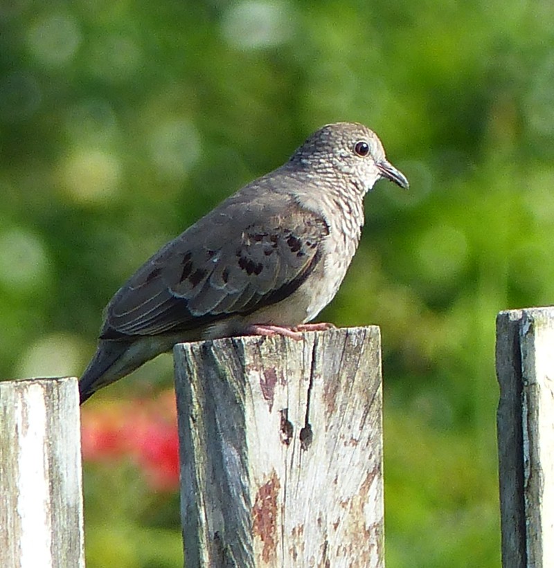 Columbina passerina, Common Ground-Dove, Peni-ati stonka door Jan Hein Ribot