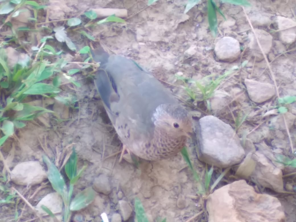 Columbina passerina, Common Ground-Dove, Peni-ati stonka door Serano Ramcharan