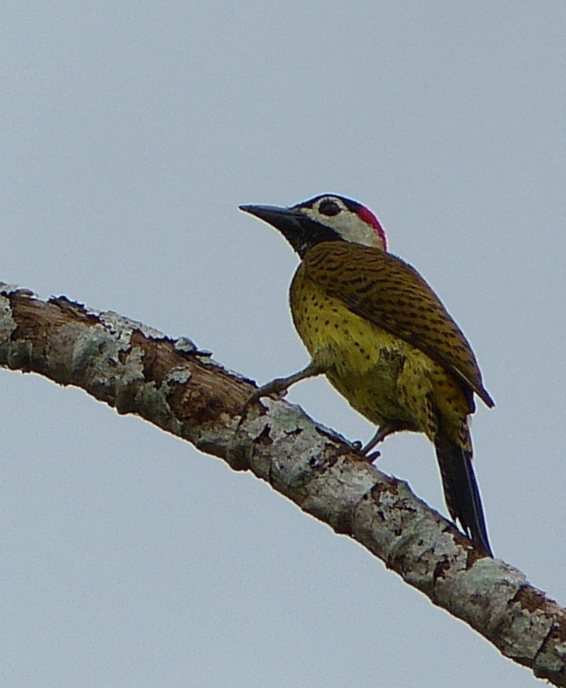 Colaptes punctigula, Spot-breasted Woodpecker,  door Paul Begheijn