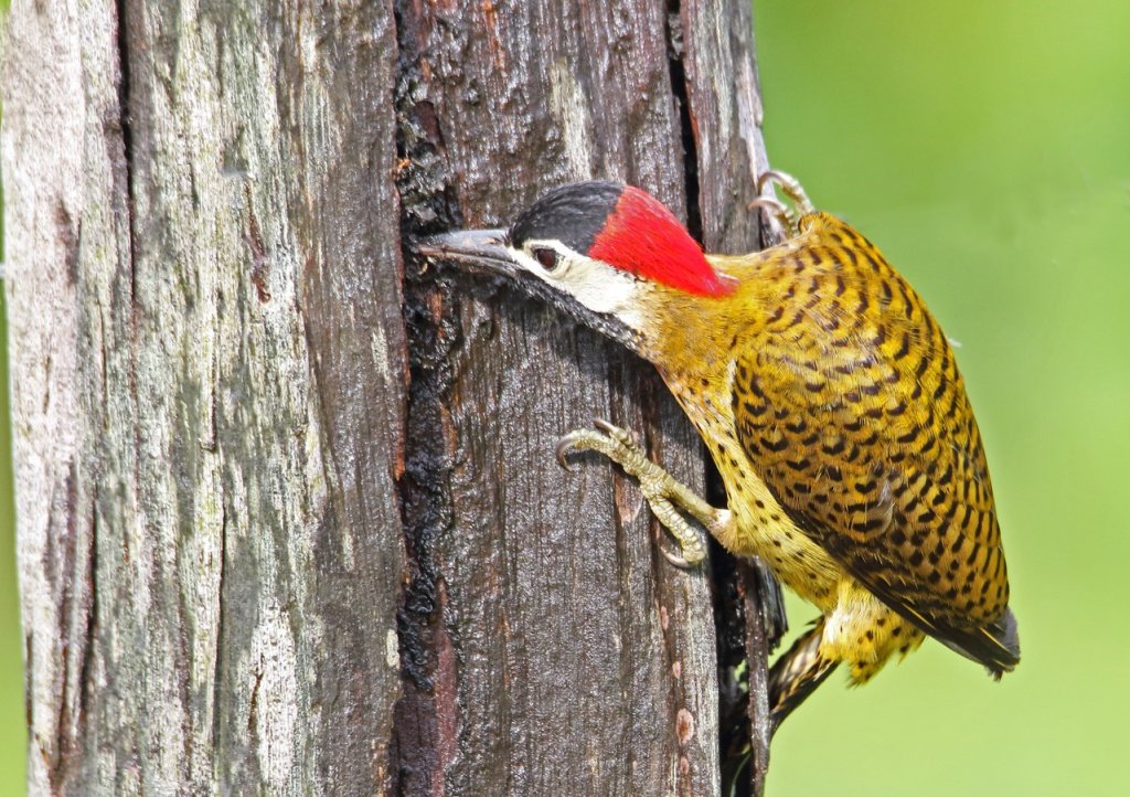 Colaptes punctigula, Spot-breasted Woodpecker,  door Michel Giraud-Audine