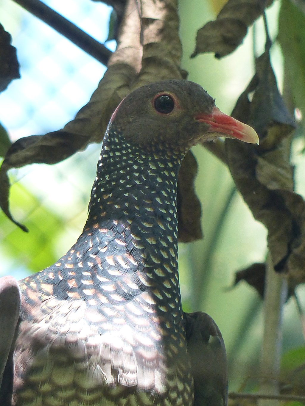 Patagioenas speciosa, Scaled Pigeon, Peni-ati Busidoifi, Peni-ati mangrodoifi door Ton Plug