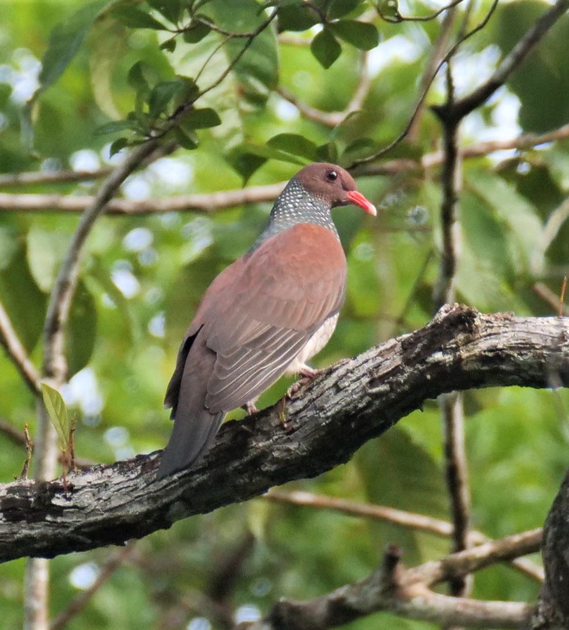 Patagioenas speciosa, Scaled Pigeon, Peni-ati Busidoifi, Peni-ati mangrodoifi door Alexander Elias