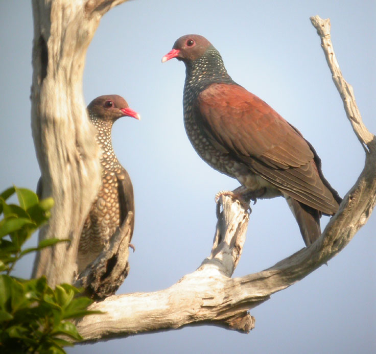 Patagioenas speciosa, Scaled Pigeon, Peni-ati Busidoifi, Peni-ati mangrodoifi door Foek Chin Joe