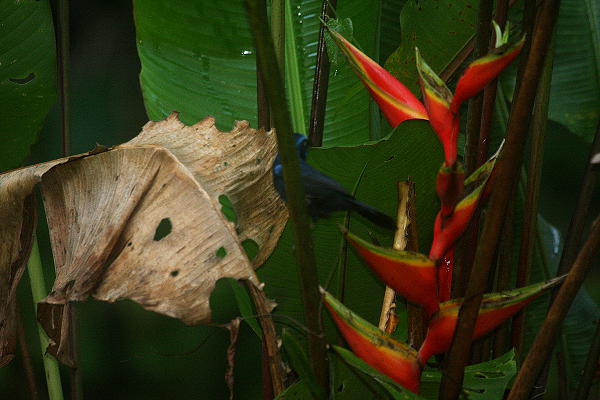 Cyanocompsa cyanoides, Blue-black Grosbeak, Bergi twatwa, Bergitwatwa door Carl Beel