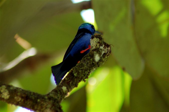 Cyanerpes cyaneus, Red-legged Honeycreeper, Rood-poot honingzuiger door Carla Out