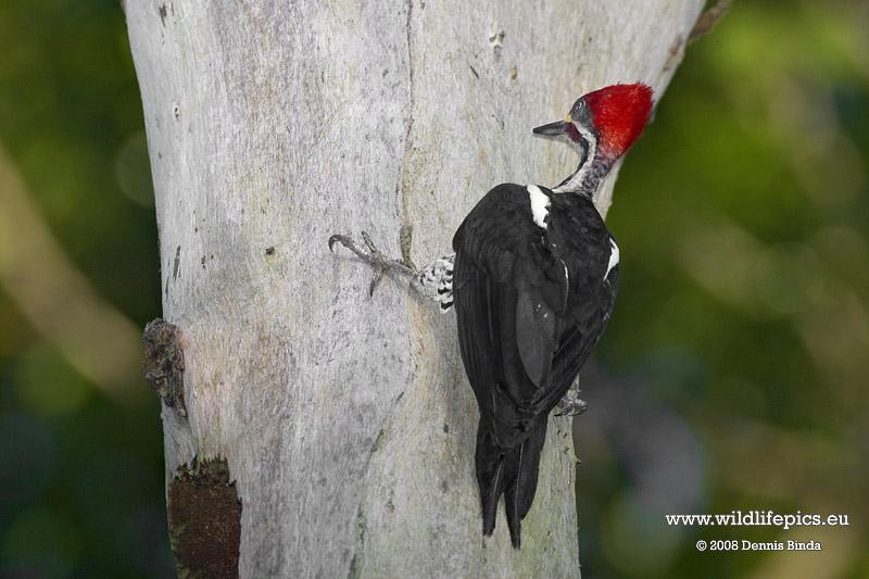 Dryocopus lineatus, Lineated Woodpecker,  door Dennis Binda