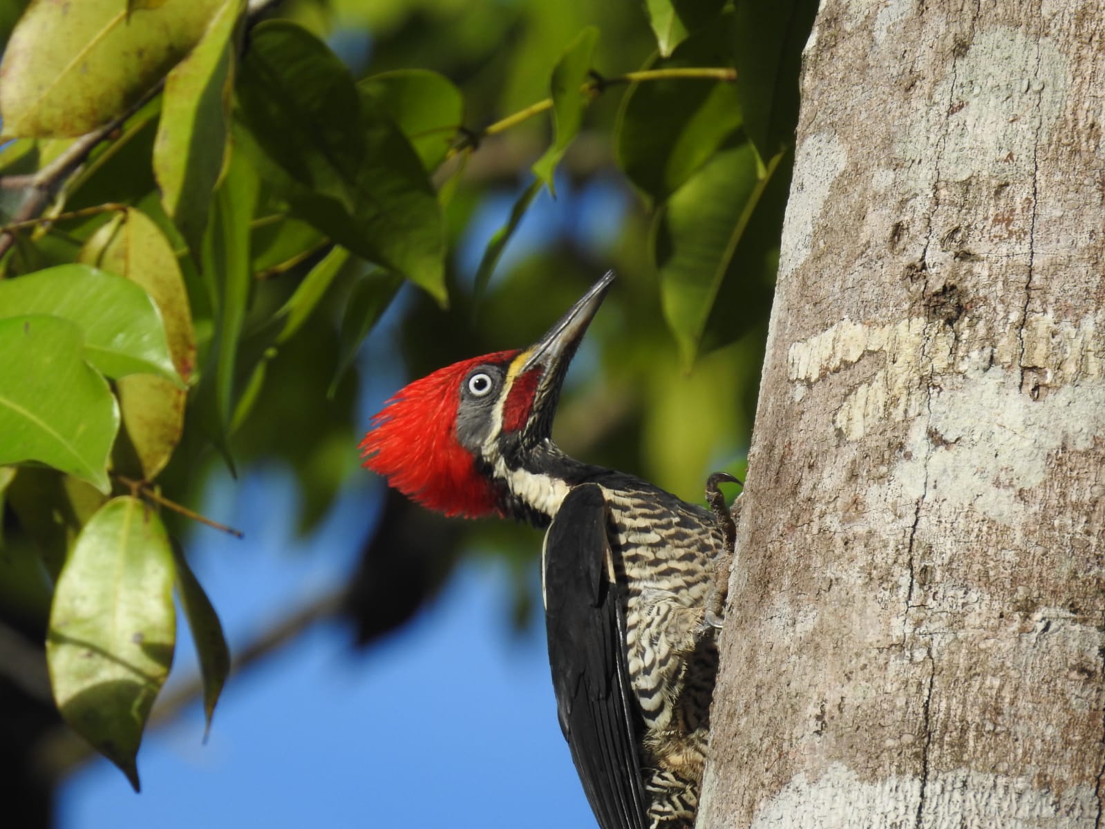 Dryocopus lineatus, Lineated Woodpecker,  door Dominiek Plouvier