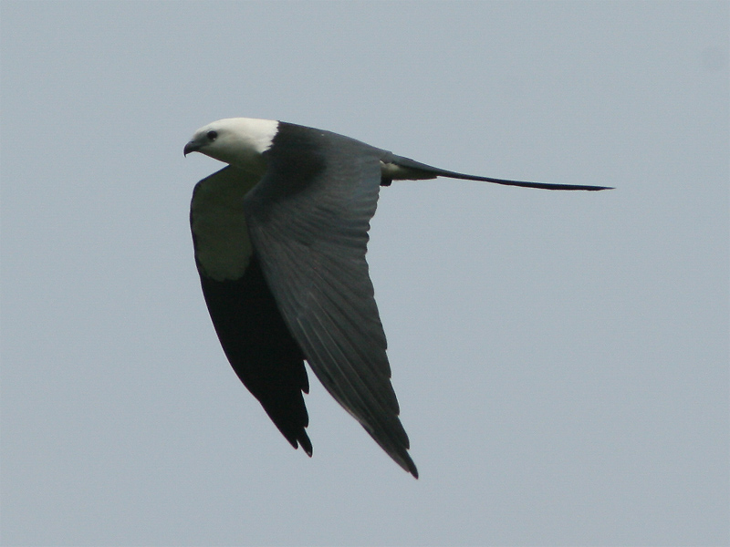 Elanoides forficatus, Swallow-tailed Kite, Sesei-aka door Ricardo van Dijk