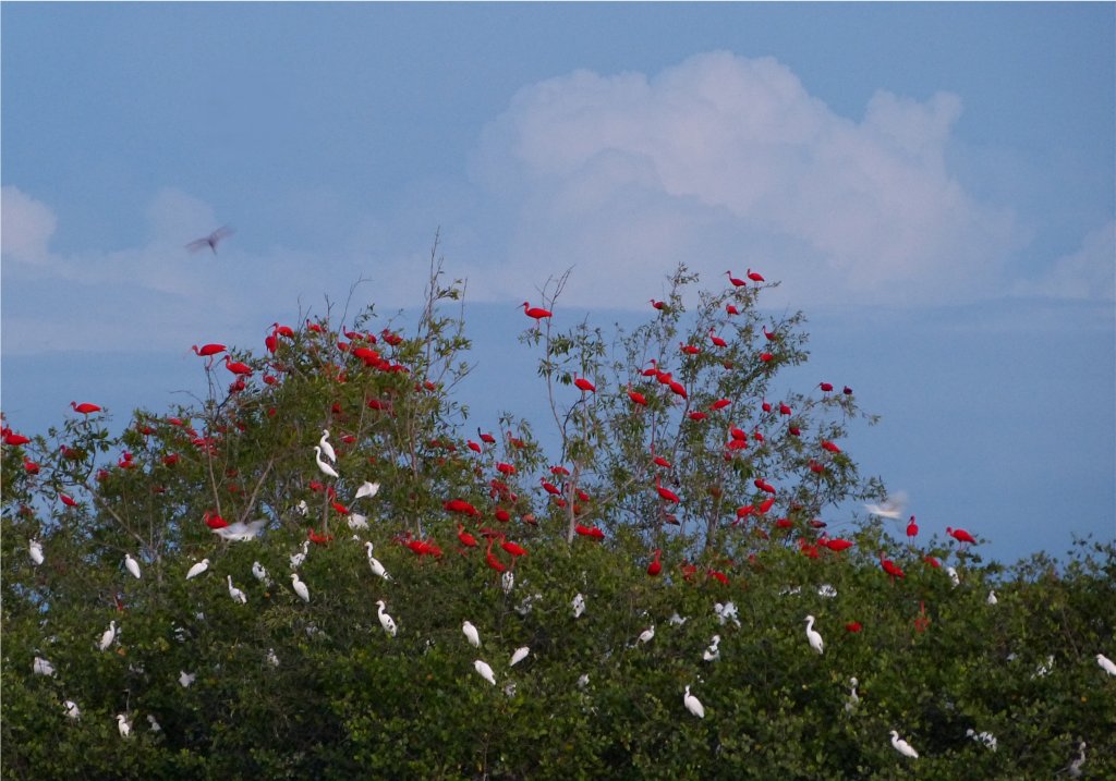Eudocimus ruber, Scarlet Ibis, Korikori (vroeger Flamingo!) door Paul Begheijn