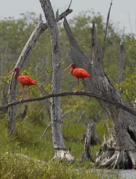 Eudocimus ruber, Scarlet Ibis, Korikori (vroeger Flamingo!) door Eric Thomassen