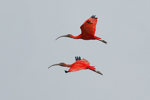 Eudocimus ruber, Scarlet Ibis, Korikori (vroeger Flamingo!) door Dirk-Jan Hoek (www.tapioca.nl)