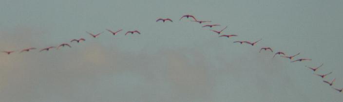 Eudocimus ruber, Scarlet Ibis, Korikori (vroeger Flamingo!) door Steven Wytema