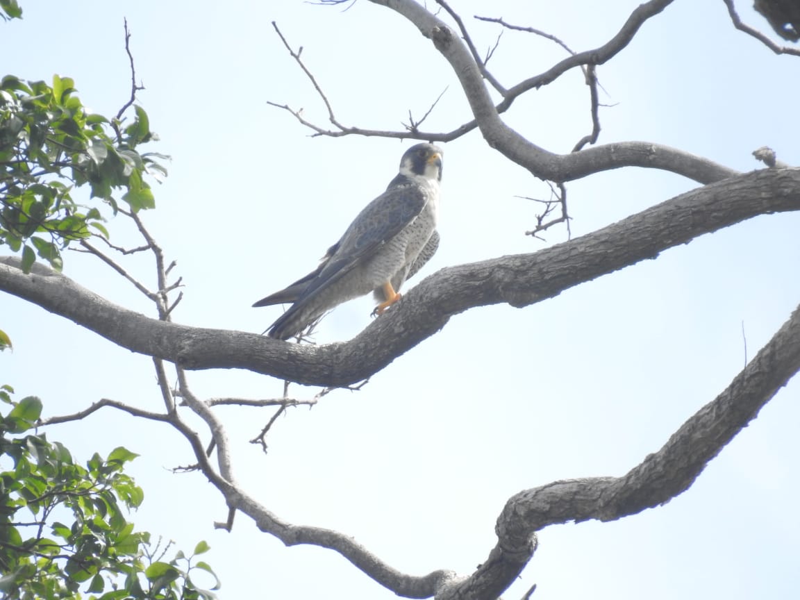 Falco peregrinus, Peregrine Falcon,  door Dominiek Plouvier