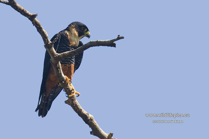 Falco rufigularis, Bat Falcon, Fremusu-aka door Dennis Binda