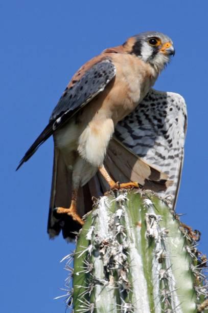 Falco sparverius, American Kestrel,  door Greg Peterson