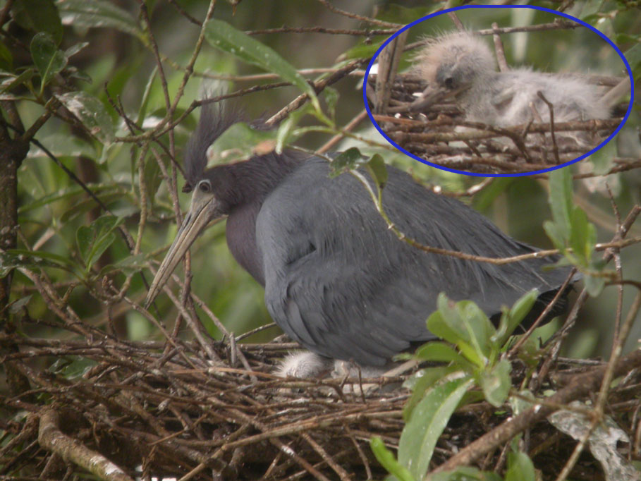 Egretta caerulea, Little Blue Heron, Blaw Sabaku door Foek Chin Joe